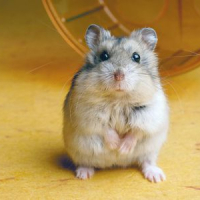 Hamster2600